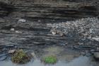 Upper Carboniferous or Namurian aged Tullig Formation silts and mud. Climbing ripples in rythmic silts and mud interbeds. Depositional setting interpreted to be a delta front with the climbing ripple facies formed within wave base (Andy Pulham personal comunication & Martinsen et al., 2008).